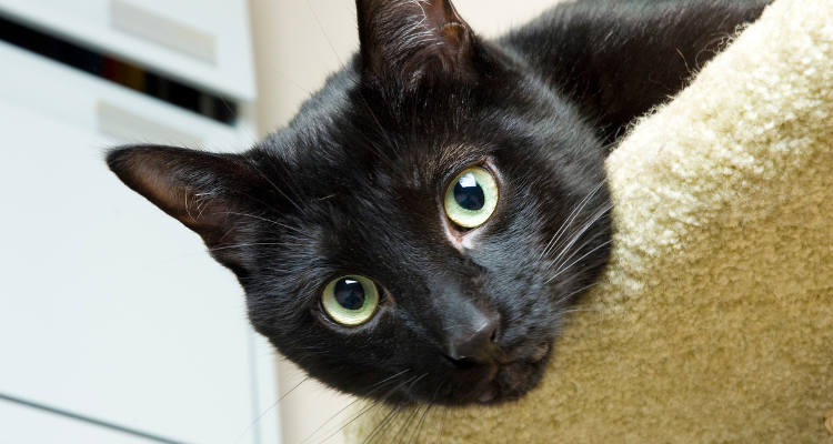 Gato preto deitado olhando para a foto