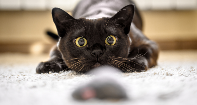 Gato preto de olhos amarelos com a pupila dilatada, deitado, olhando fixamente para um ratinho de brinquedo.