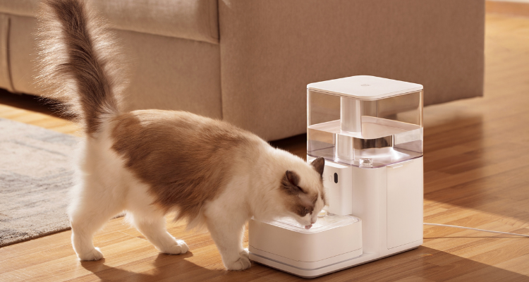 Imagem de um gato branco com manchas marrons em pé, bebendo água em um bebedouro para gatos branco, ao lado de um tapete e um sofá.