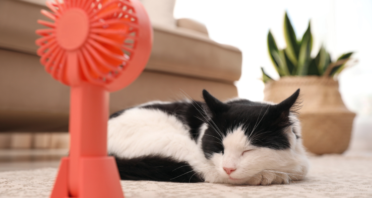 Imagem de um gato branco com manchas pretas deitado, dormindo em frente a um ventilador pequeno na cor salmão, com um sofá ao lado e um vaso com folhas atrás.