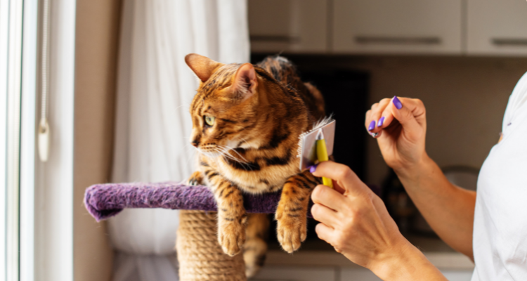 Imagem de um gato preto e marrom deitado, olhando para o lado em um arranhador, com a tutora ao lado segurando uma escova para gatos. Ao fundo, armários.