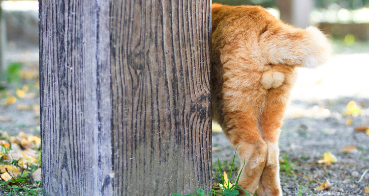Um gato de pelo amarelo de costas ao lado de uma viga de madeira e fundo desfocado.