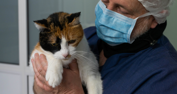 Um veterinário branco usando touca, máscara e jaleco azul segurando um gatinho de pelo branco e manchas pretas e caramelo ao fundo uma parede divisória.