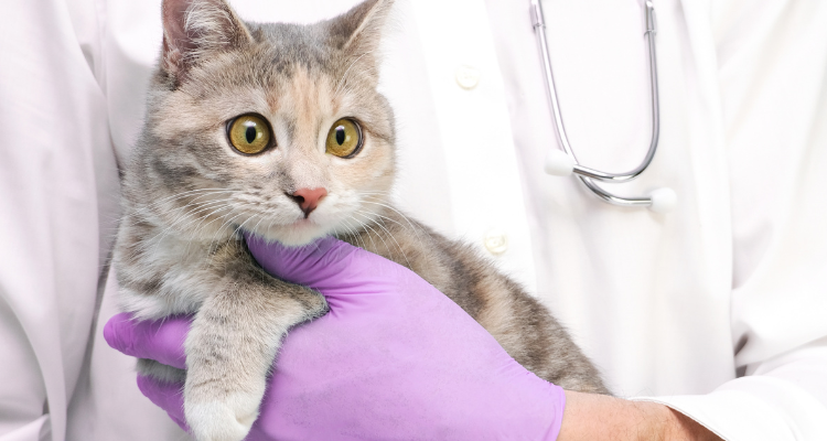 Imagem de um gato de cores claras, cinza, branco e laranja, com os olhos castanhos claros abertos e as orelhas em pé, sendo segurado por um médico veterinário com luvas roxas e um estetoscópio pendurado.