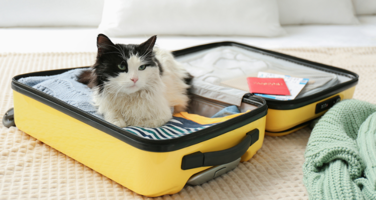 Imagem de uma mala de viagem amarela aberta com roupas no chão, sobre um tapete bege. Em cima da mala, encontra-se um gato branco com manchas pretas deitado. Ao lado, há uma roupa de tricô na cor verde.