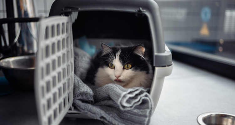 Imagem de uma caixa de transporte em tons de cinza com a porta aberta. Dentro dela, há um gato branco com manchas pretas deitado sobre uma coberta cinza. Ao lado, há potes de alumínio, e ao fundo, uma janela.