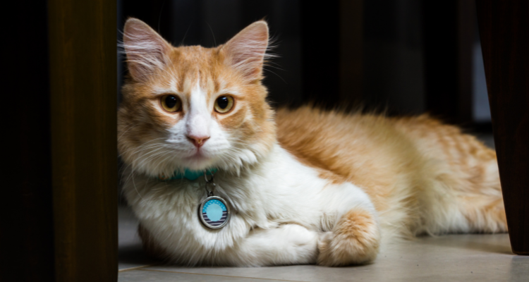 Imagem de um gato branco com laranja deitado com a cabeça e orelhas em pé em um piso escuro, usando uma coleira com uma placa de identificação na cor azul.