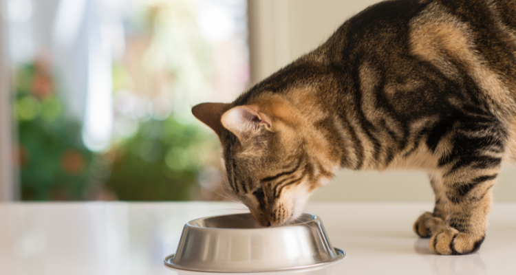 Imagem de um gato marrom com manchas pretas, com a cabeça abaixada, cheirando um pote de alumínio com ração Whiskas, e ao fundo, plantas desfocadas.