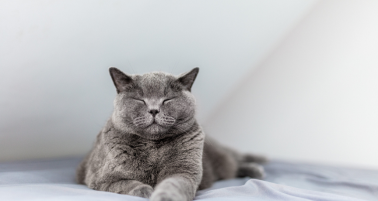 Imagem de um gato cinza deitado de olhos fechados e a cabeça em pé em um pano e fundo da imagem branca.