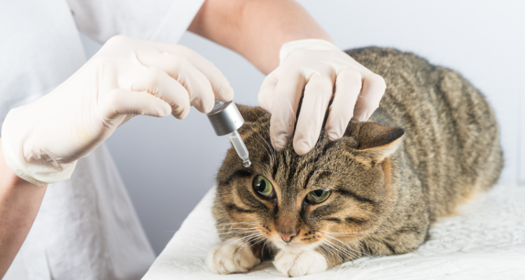 Imagem de um gato tigrado caramelo, preto e branco deitado em uma mesa com um médico veterinário pingando um colírio para conjuntivite em gatos em seu olho. 
