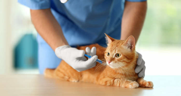 Imagem de um gato tigrado laranja e amarelo deitado em uma mesa recebendo uma vacina de um médico veterinário. 
