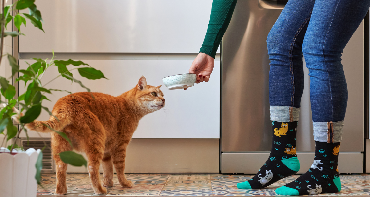 Imagem de um gato laranja observando enquanto sua tutora, vestindo calça jeans e meias pretas com desenhos coloridos, coloca um pote branco no chão em uma lavanderia com uma máquina, um tapete, um vaso com uma folhagem e piso de madeira.