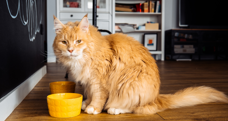 Gato de pelo laranja em piso de madeira, em frente a duas tigelas amarelas