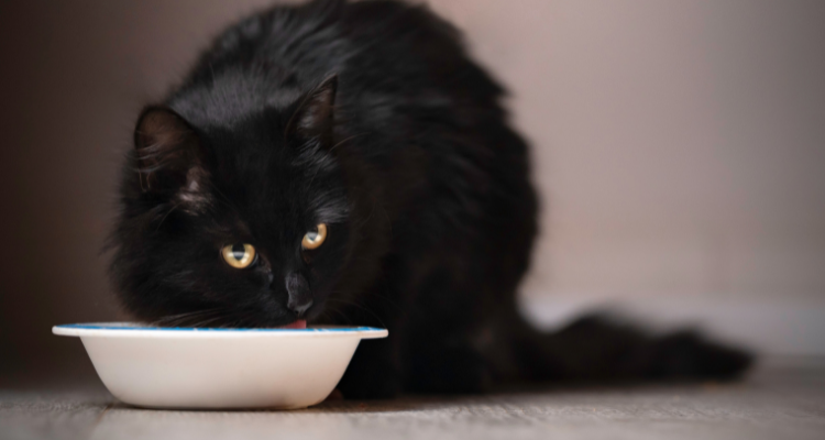 Gato preto tomando água em tigela branca
