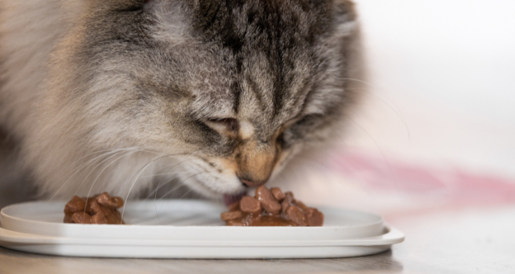 Gato rajado comendo sachê de ração úmida em pratinho.