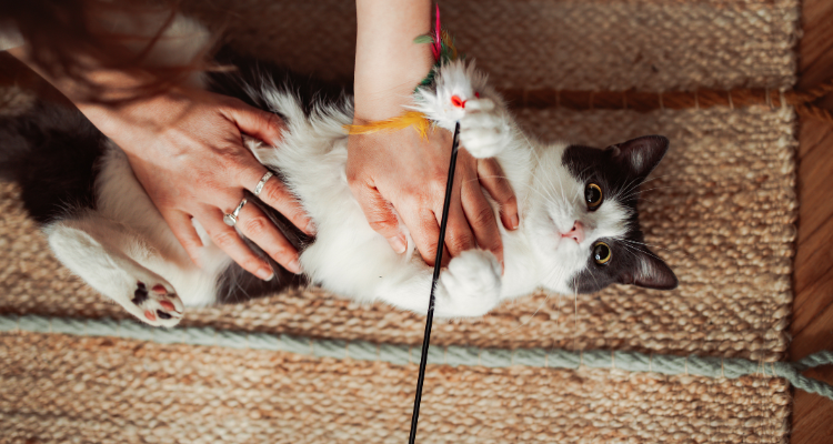 Gato branco e preto de barriga para cima brincando com uma vareta e uma pessoa com as mãos sobre sua barriga