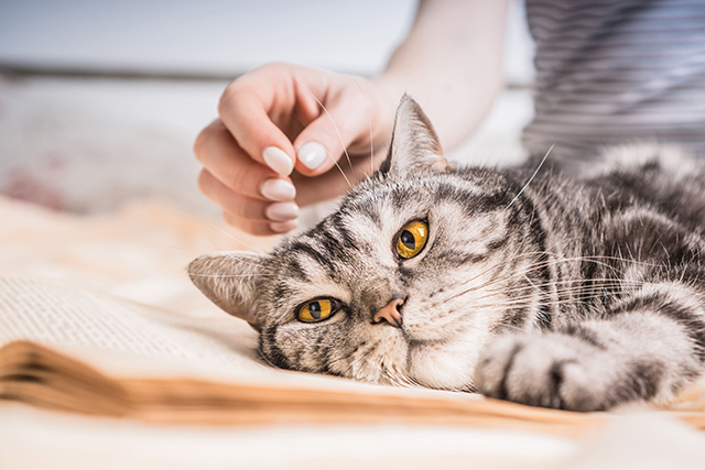 Um gato cinzento é acariciado na cabeça, enquanto permanece deitado em um ambiente doméstico.