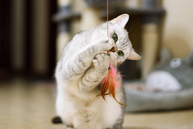 Um gatinho branco brinca com um brinquedo colorido e pendurado.