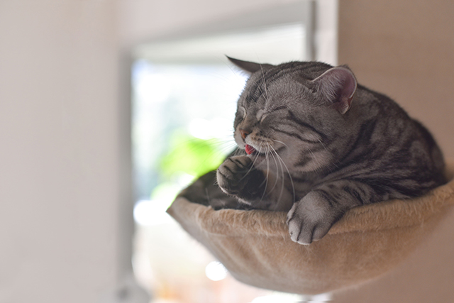 Um gato cinza escuro descansa, pendurado em um vaso preso à uma parede.