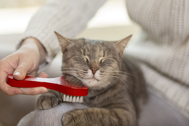 Um gatinho marrom tem seus pelos escovados por uma escova vermelha.