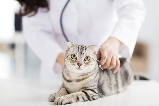 um gato pequeno é analisado por uma pessoa que utiliza um jaleco. Eles aparentam estar em um consultório.