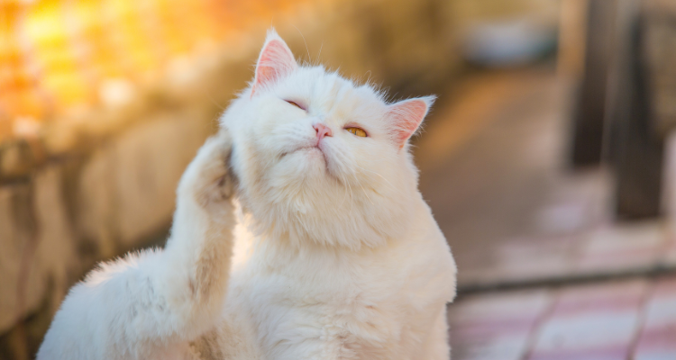 Imagem de um gato branco sentado coçando a lateral da cabeça com a pata traseira com fundo desfocado. 