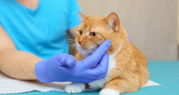 Imagem de um gato branco e amarelo escuro deitado em uma superfície azul, sendo examinado por uma médica veterinária que está com a mão em seu rosto. 