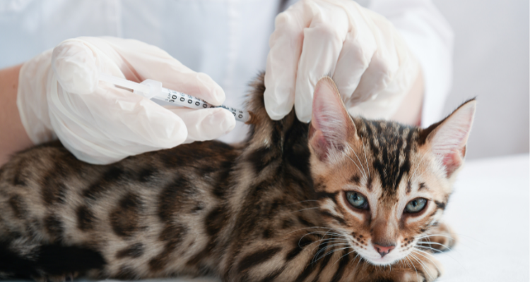 Imagem de um gato da raça gato-de-bengala deitado sobre uma superfície branca com um médico veterinário aplicando uma injeção na sua via subcutânea.