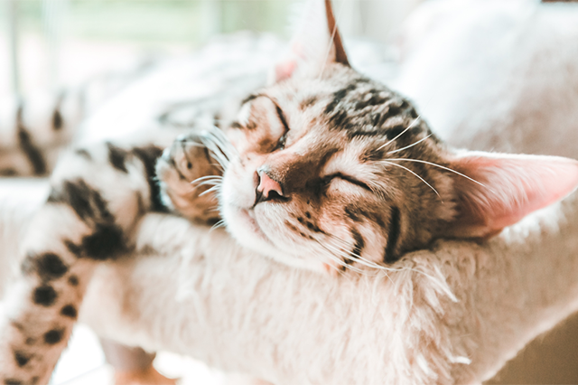 um gato de pelo cor caramelo com listras e manchas marrom dormindo em cima de um poleiro na cor branca.