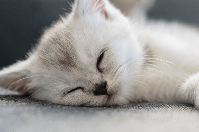 Um gato de pelo branco dormindo em cima de um sofá cinza com fundo desfocado.