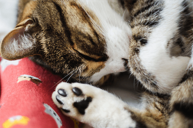 um gato de pelo branco com manchas e listras marrom escuro e caramelo, dormindo enrolado ao lado dos pés da tutora que usa meias vermelhas com estampa de gatinhos, fundo branco.