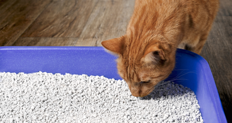 Imagem de um gato laranja em pé em um piso de madeira cheirando a areia da caixa de areia. 