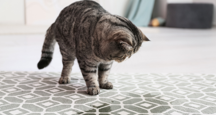 Imagem de um gato tigrado cinza e preto que acabou de fazer xixi em um tapete verde claro e branco, com alguns objetos espalhados ao fundo.