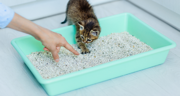 Imagem da mão de um tutor apontando para a caixa de areia, ensinando um gato marrom e preto a utilizá-la.