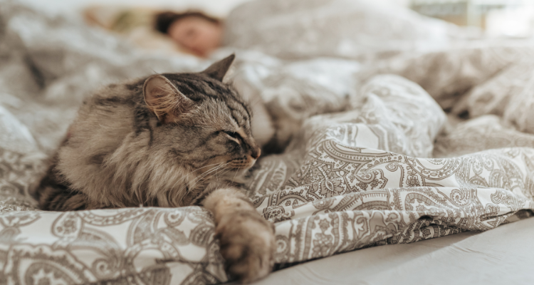 Imagem de um gato em tons de cinza dormindo na cama em cima de uma colcha branca e bege com a cabeça sobre a pata e ao fundo sua tutora dormindo.