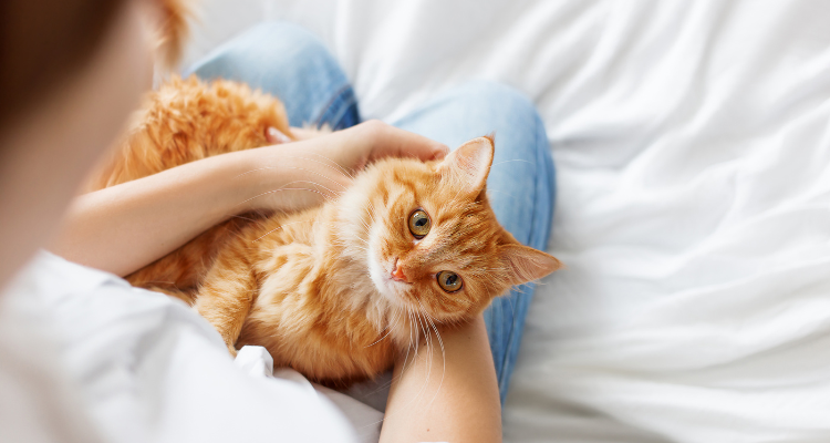 Imagem de uma pessoa ajoelhada em cima da cama segurando um gato laranja no colo em cima de um lençol branco. 