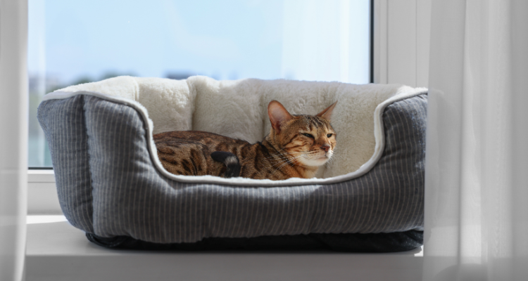 Imagem de uma cama para gato cinza e branca com um gato marrom e preto deitado nela, nas laterais há cortinas e ao fundo uma janela. 
