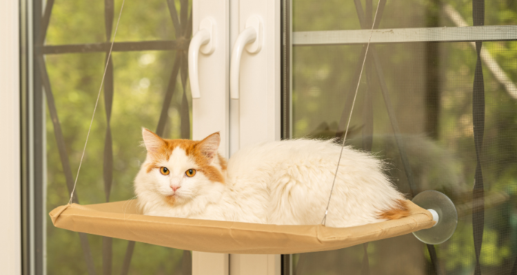 Imagem de um gato branco com manchas laranjas no topo da cabeça e da orelha deitado em uma cama suspensa para gatos. Ao fundo uma porta de vidro com grades e árvores.