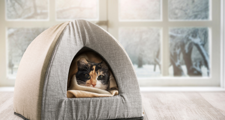 Imagem de uma cama iglu para gatos cinza com um gato tricolor, branco, preto e amarelo deitado dentro somente com a cabeça aparecendo sobre um piso de madeira e ao fundo uma janela que dá vista para árvores e neve.