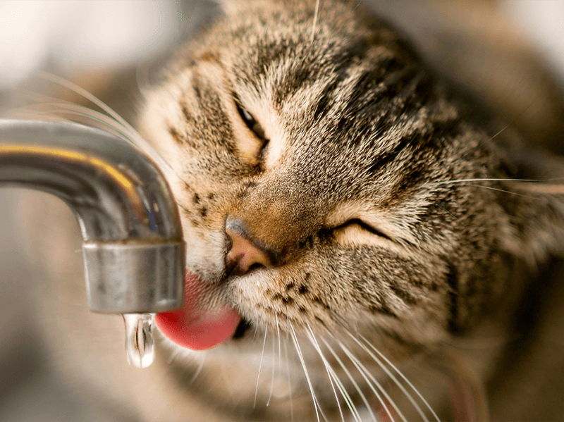 Gato tomando água na torneira