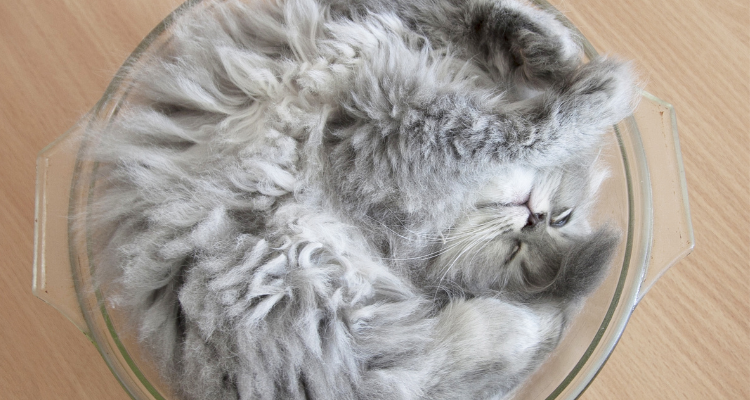 Imagem de um gato cinza e branco deitado dormindo com as patas dianteiras para cima dentro de uma vasilha redonda sobre um piso de madeira.