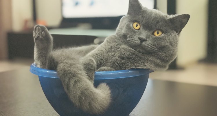 Imagem de um gato cinza com olhos amarelos deitado dentro de um pote azul, com o rabo, a pata e a cabeça para fora. Ao fundo, um móvel e uma TV desfocados.