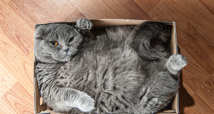 Imagem de um grande gato cinza deitado de barriga para cima, apertado dentro de uma caixa de papelão.