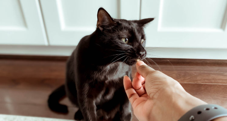 Um gato preto de olhos claros olhando fixamente para algo recebe em sua boca direto das mãos do tutor um comprimido.