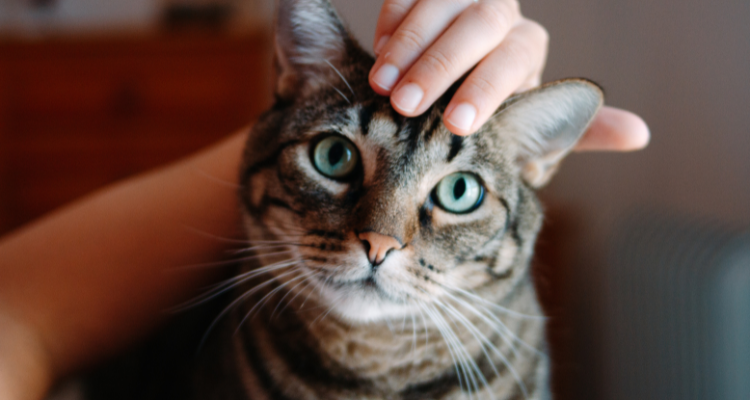 Um gato da raça gato-de-bengala olhando fixamente para a câmera recebe carinho das mãos da tutora e fundo desfocado.