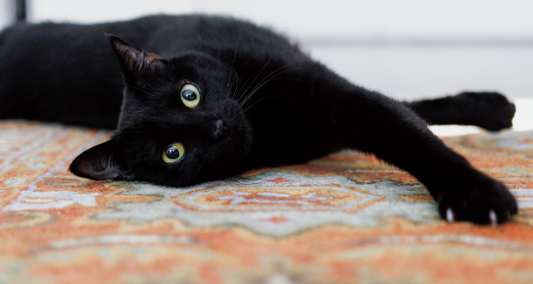 Um gato de pelo preto e olhos claros está deitado em um tapete de cores vermelho e azul claro olhando fixamente para a câmera.