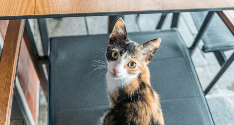 Um gato de pelo cores branco, caramelo e preto e olhos claros sentado em uma cadeira olhando fixamente para a câmera e fundo desfocado.