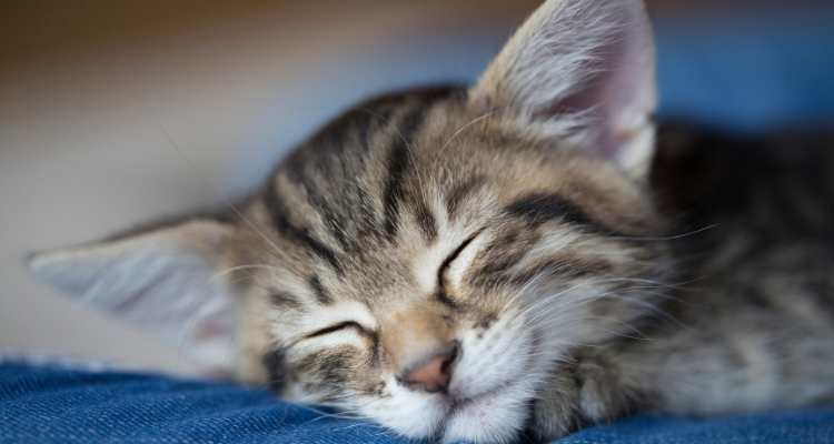 um gato mesclado sem raça definida dormindo sobre uma manta azul com fundo desfocado.