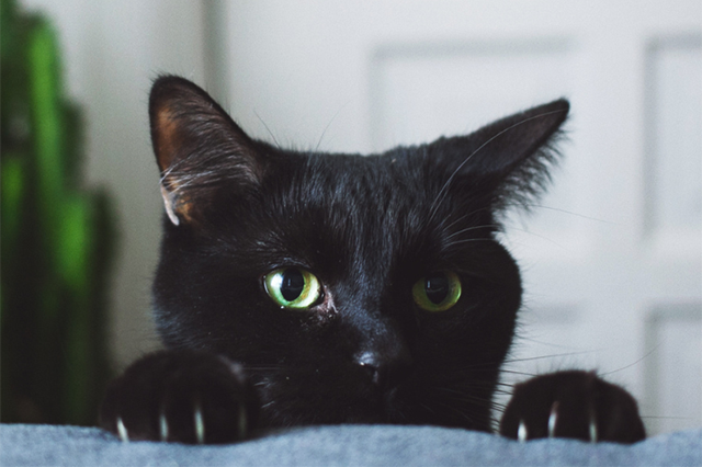 um gato de pelo preto e olhos verdes, observando algo, ao fundo uma planta verde e porta branca desfocados.