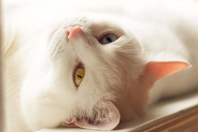gato de pelo branco e olhos amarelos, deitado em uma janela com olhar fixo na câmera.